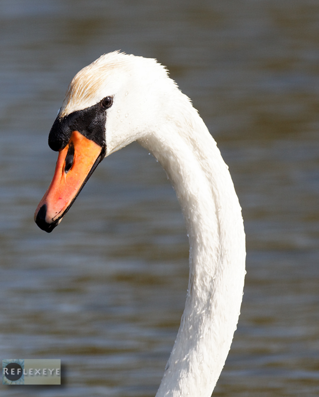 Mute Swan 1